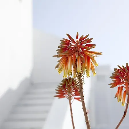Hotel La Mykonos